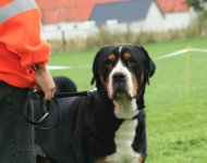 Hundebll's Laudrup
